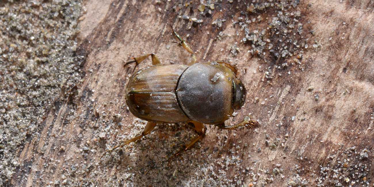 Scarabaeidae, Euoniticellus fulvus